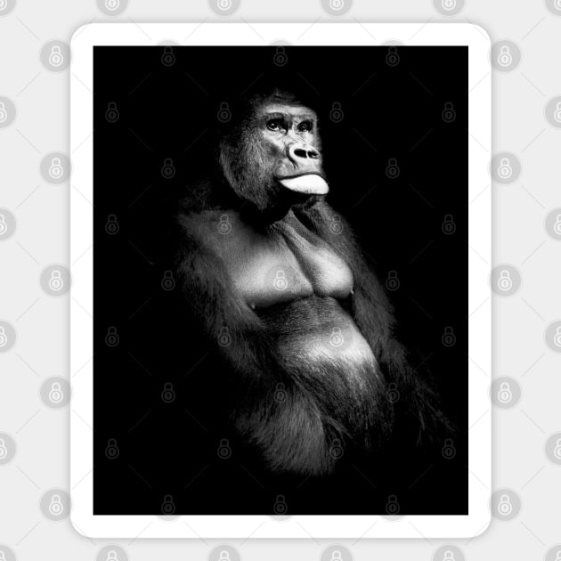 Silverback Gorilla Wildlife Art Magnet by Webdango
